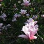 Magnolia 'Heaven scent' bloemen